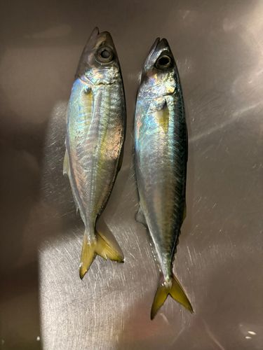 伊良湖サーフ