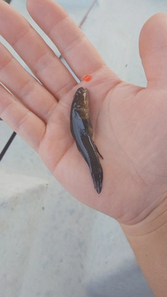 ヌマチチブの釣果