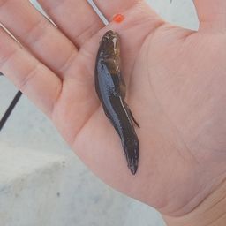 ヌマチチブ