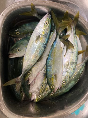 コゾクラの釣果