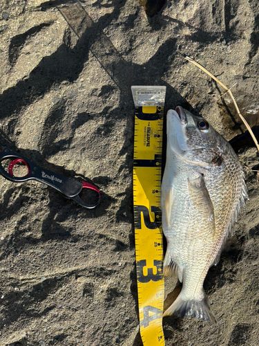 キビレの釣果