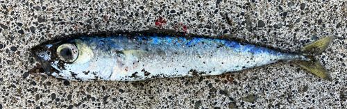 サバの釣果