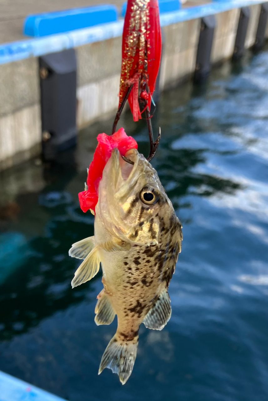 サバ