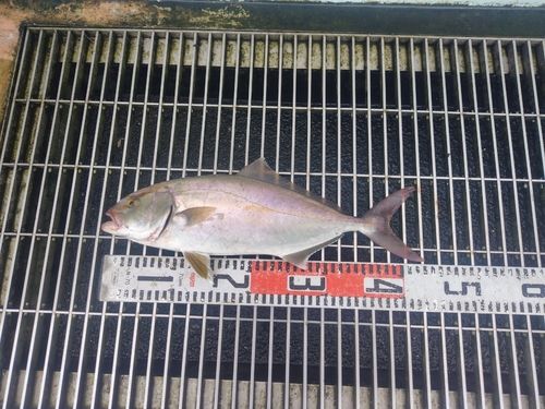 新地町海釣り公園