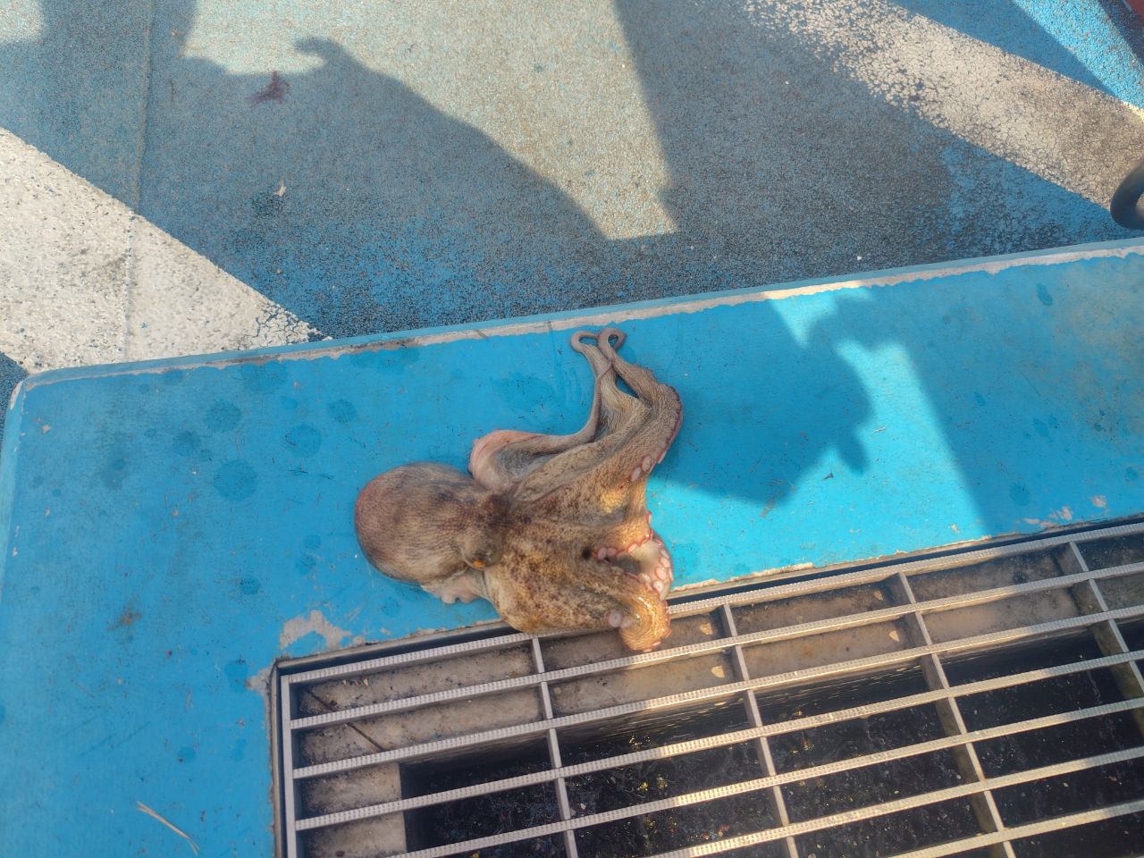 ショゴ