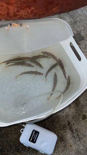 油津港