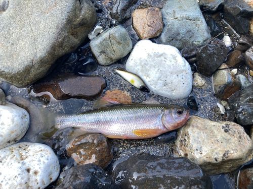 カワムツの釣果