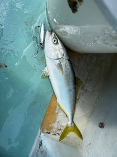 イナダの釣果