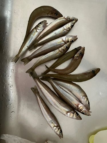 キスの釣果