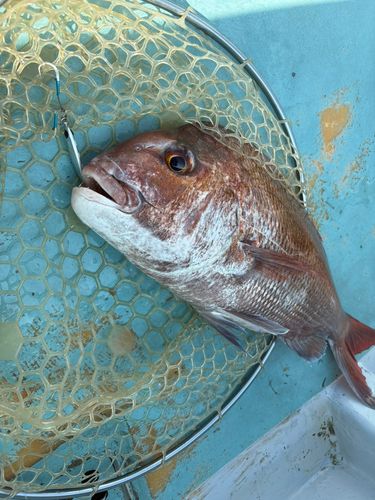 マダイの釣果