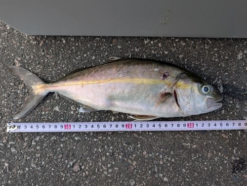 ネリゴの釣果