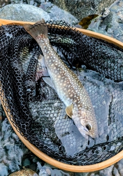 イワナの釣果