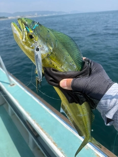 シイラの釣果