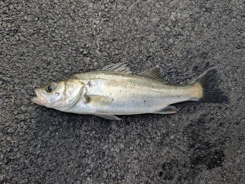 伊勢湾