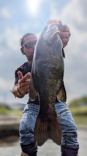 スモールマウスバスの釣果