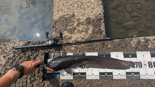 ナマズの釣果