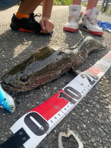 ライギョの釣果