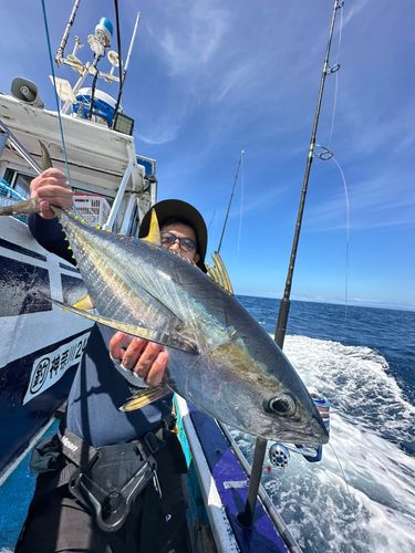 キハダマグロの釣果