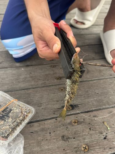 片瀬漁港