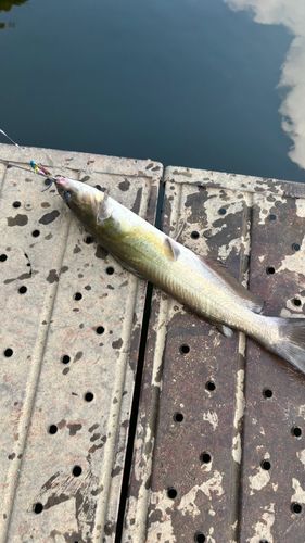 アメリカナマズの釣果