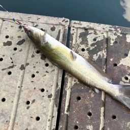 アメリカナマズ