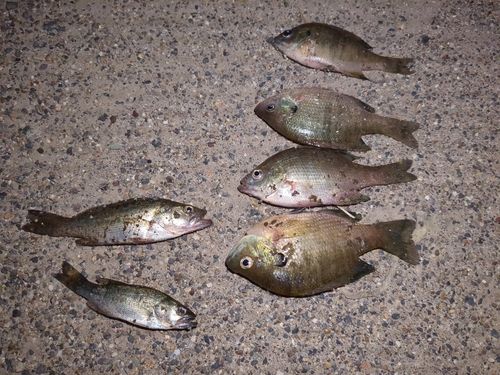 釣果