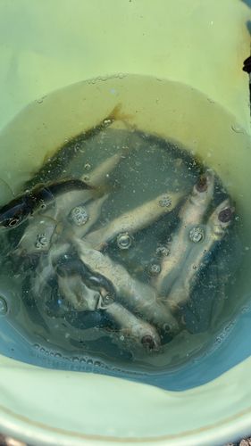 トウゴロウイワシの釣果