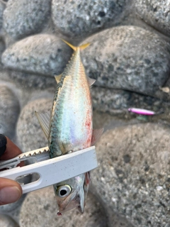 サバの釣果
