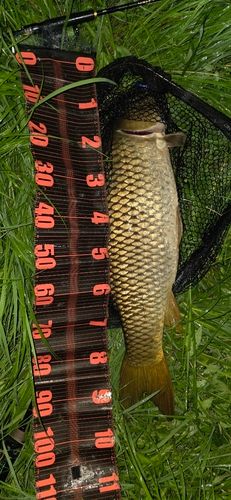 コイの釣果