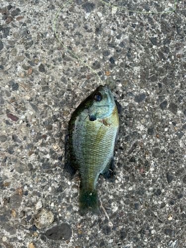 ブルーギルの釣果