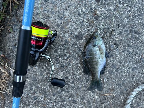 ブルーギルの釣果