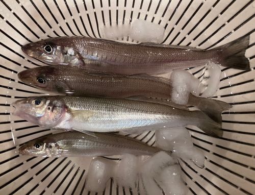 シロギスの釣果