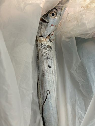 タチウオの釣果