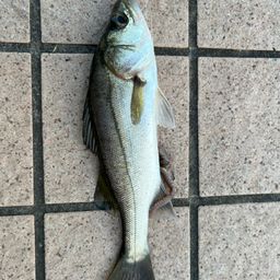 セイゴ（タイリクスズキ）