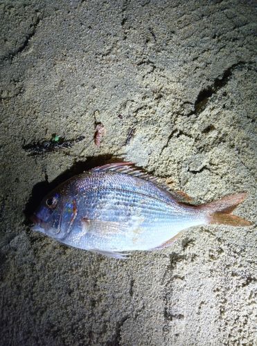 女川湾