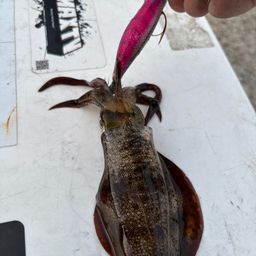 アオリイカ