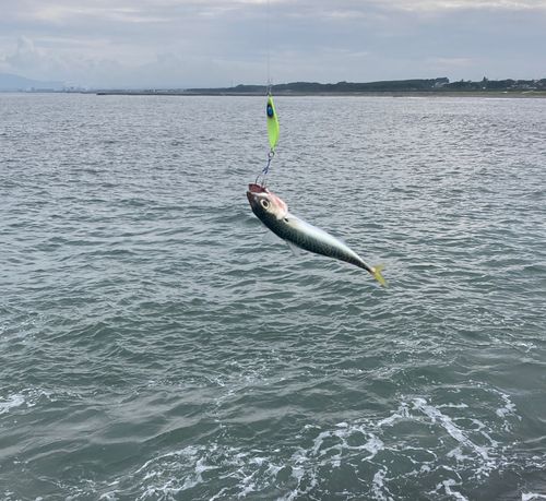 サバの釣果