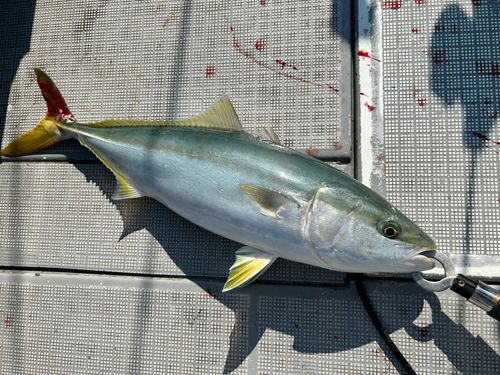 ハマチの釣果