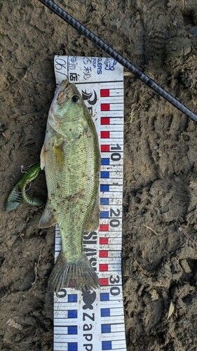 ラージマウスバスの釣果