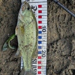 ラージマウスバス