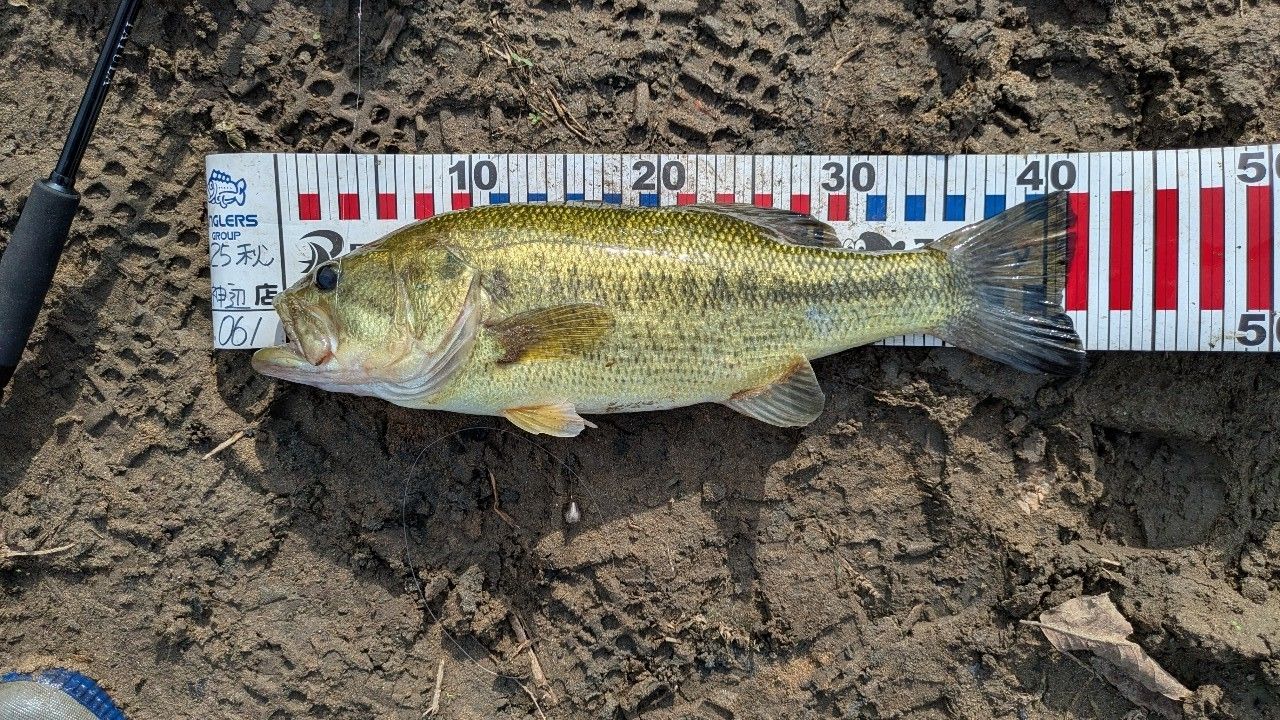 ラージマウスバス