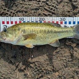 ラージマウスバス