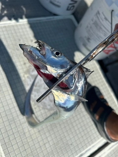 タチウオの釣果