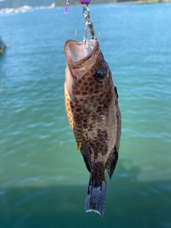 オオモンハタの釣果