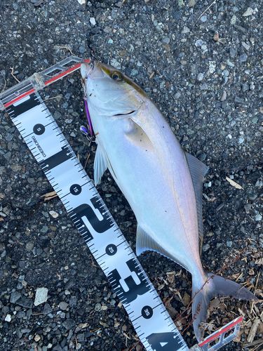 ショゴの釣果