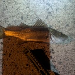 セイゴ（ヒラスズキ）