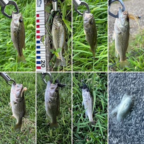 ブラックバスの釣果
