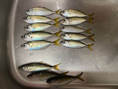 アジの釣果