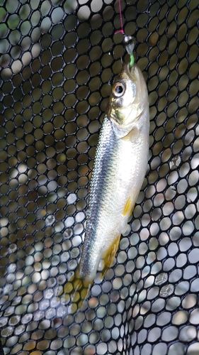 カワムツの釣果