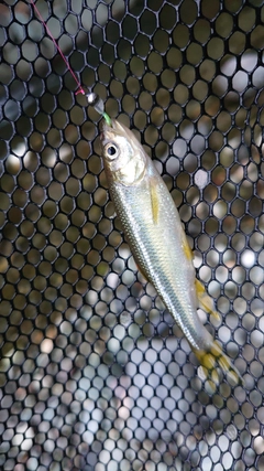 カワムツの釣果